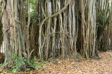 Mauritius Country