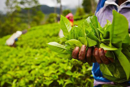 Sri Lanka Country