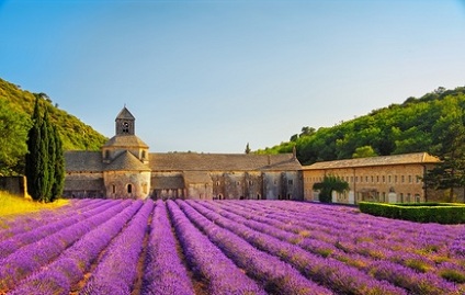 champ de lavande en Provence