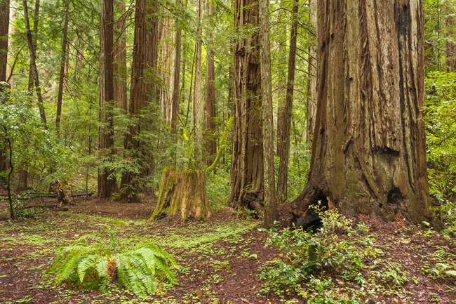 Santa Rosa Armstrong Redwoods State Natural Reserve
