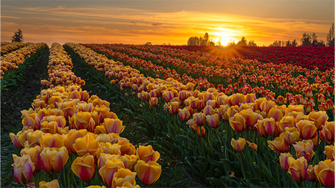 Skagit Valley