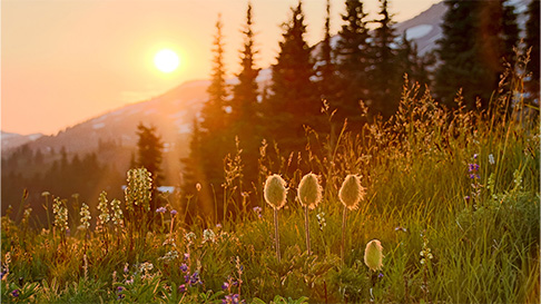 Paradise Meadow