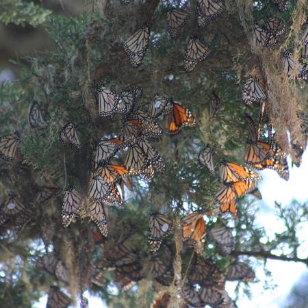 Monarch Grove Sanctuary, Pacific Grove, CA