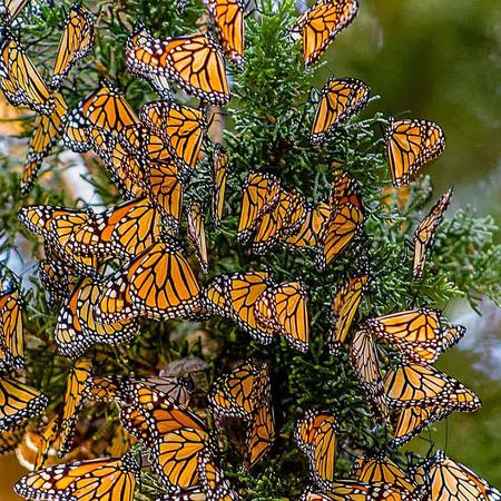 Monarch Butterfly Grove, Pismo Beach, CA