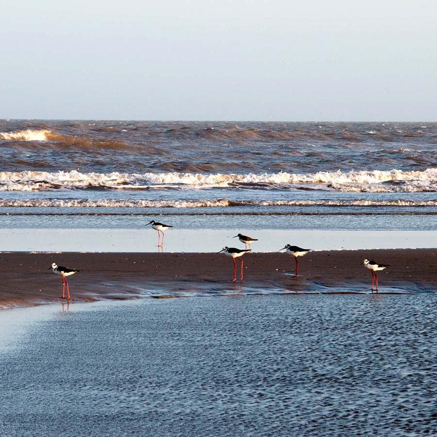 Delaware Bay, Delaware