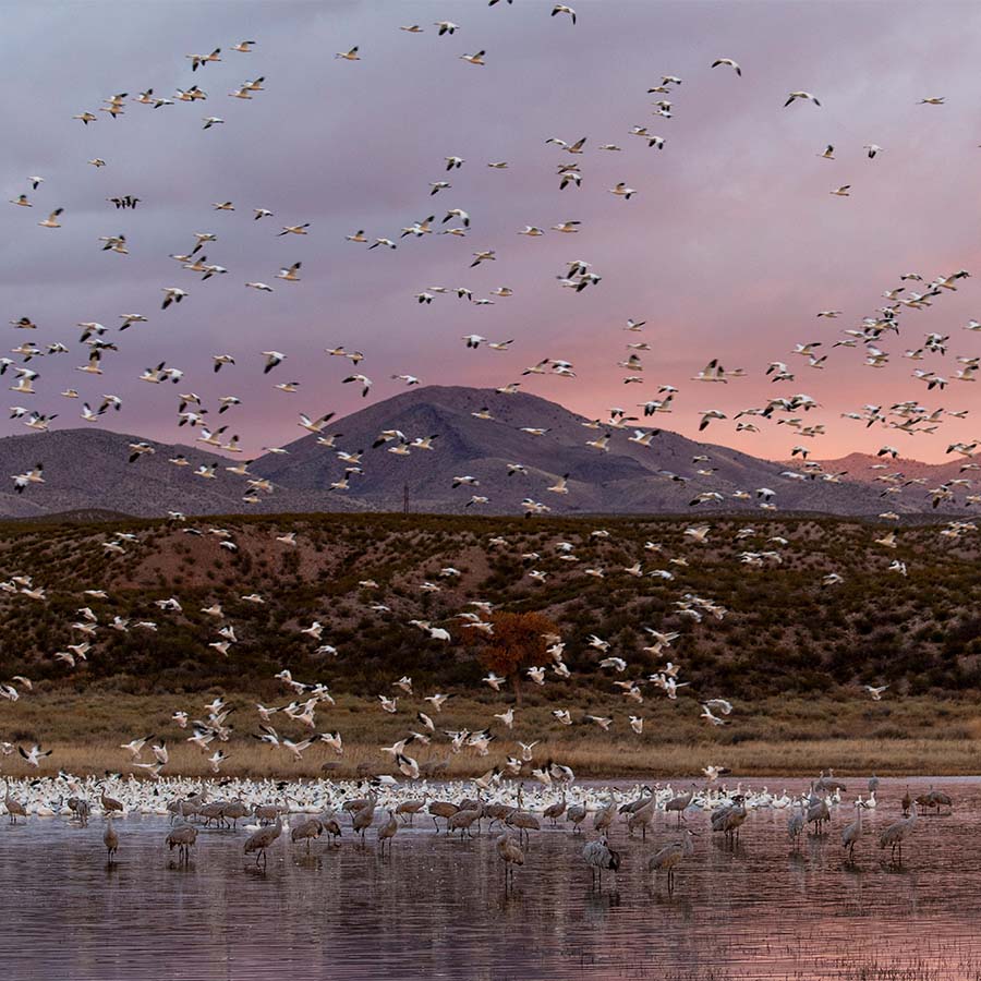 Bosque del Apache National Wildlife Refuge, San Antonio, New Mexico