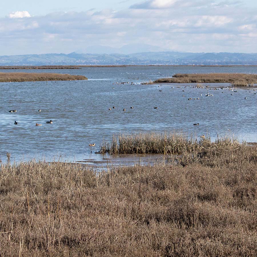 Humboldt Bay National Wildlife Refuge, Loleta, California