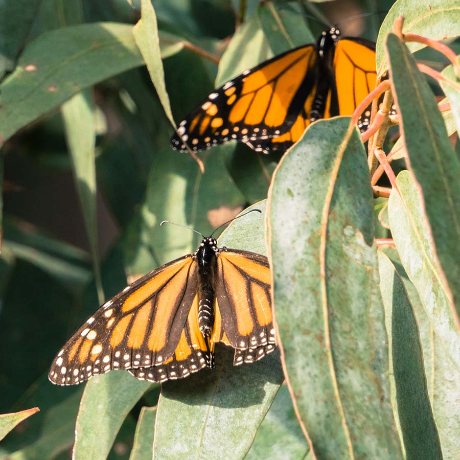 Monarch Grove Sanctuary, Pacific Grove, CA