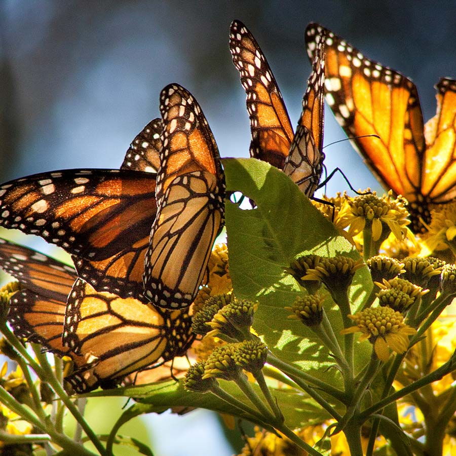 Monarch Butterfly Grove, Pismo Beach, CA