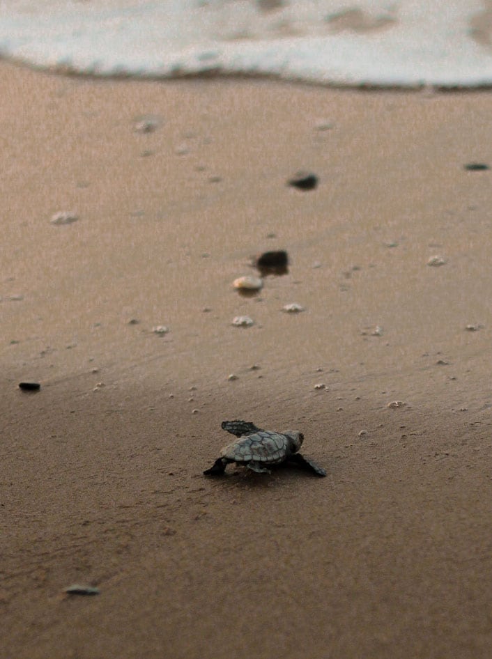 Sea Turtle Hatching