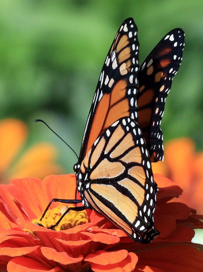 Monarch Butterfly Migration