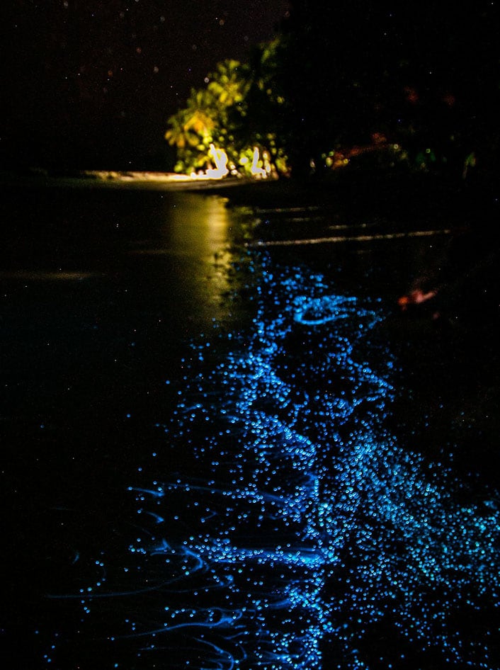 Bioluminesence