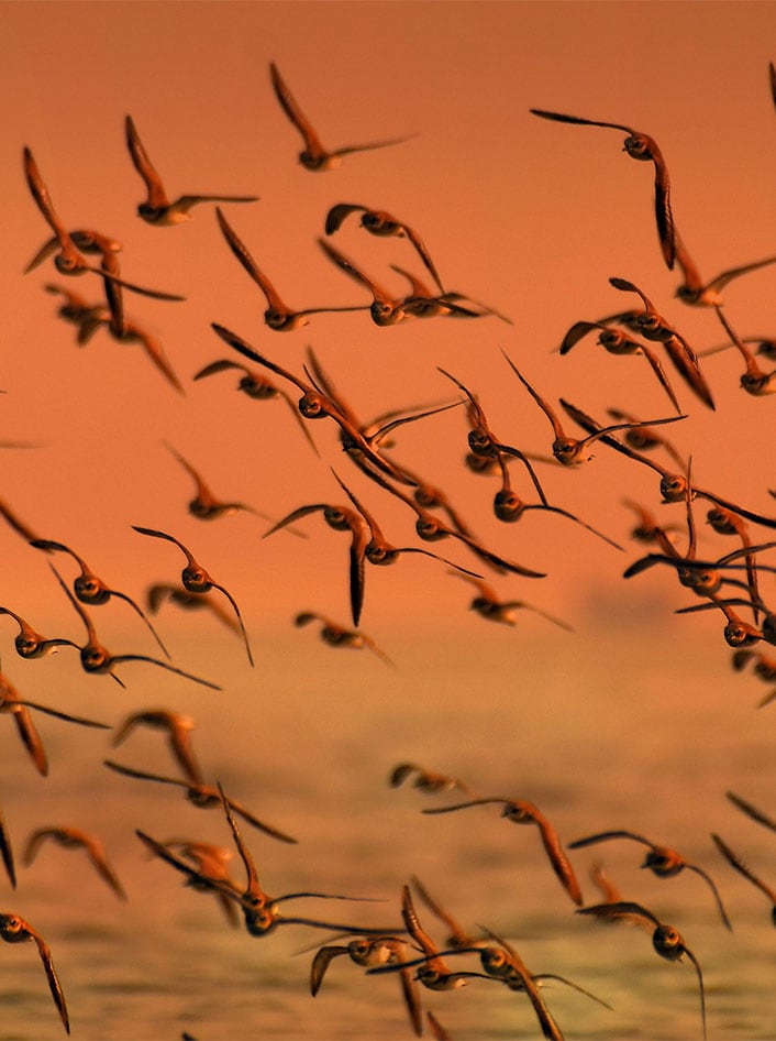 Bird Migration