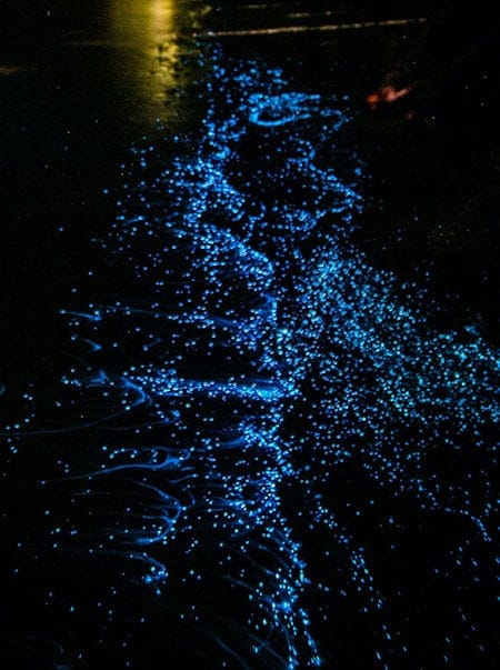 Bioluminesence