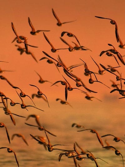 Bird Migration