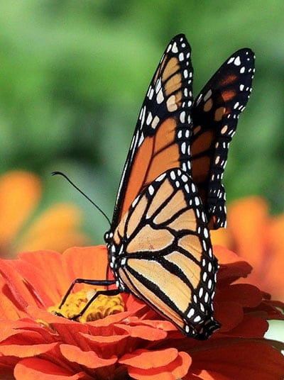 Monarch Butterfly Migration