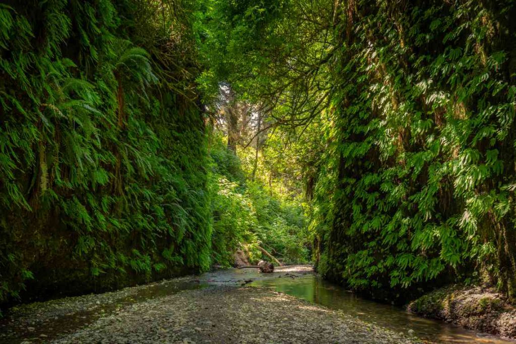 The moss and fern covered walls of Fern Canyon.