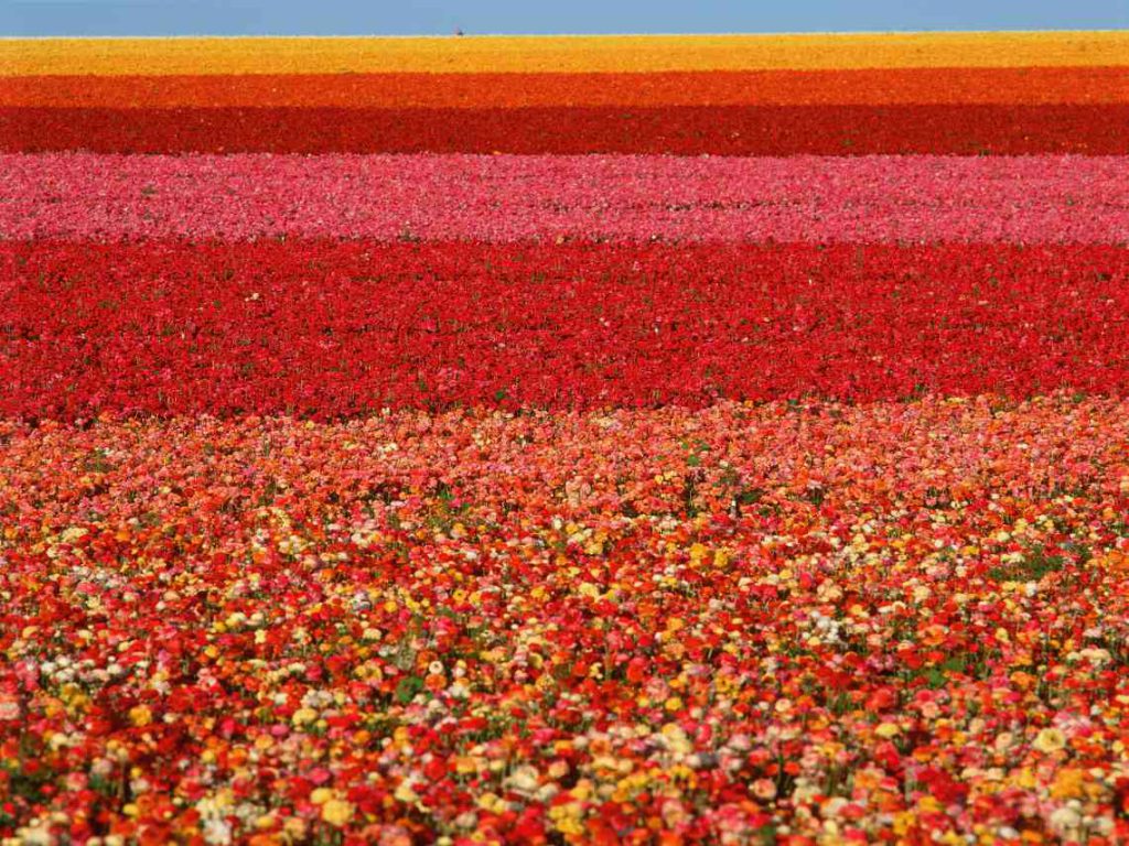 Flower fields Carlsbad