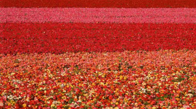 The colorful Carlsbad Flower Fields