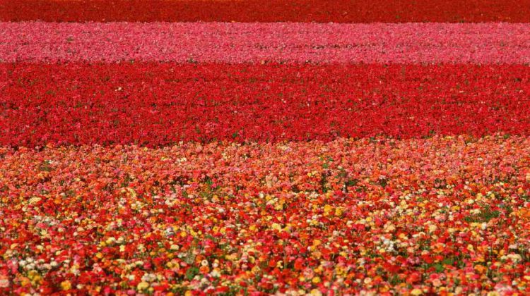 The colorful Carlsbad Flower Fields