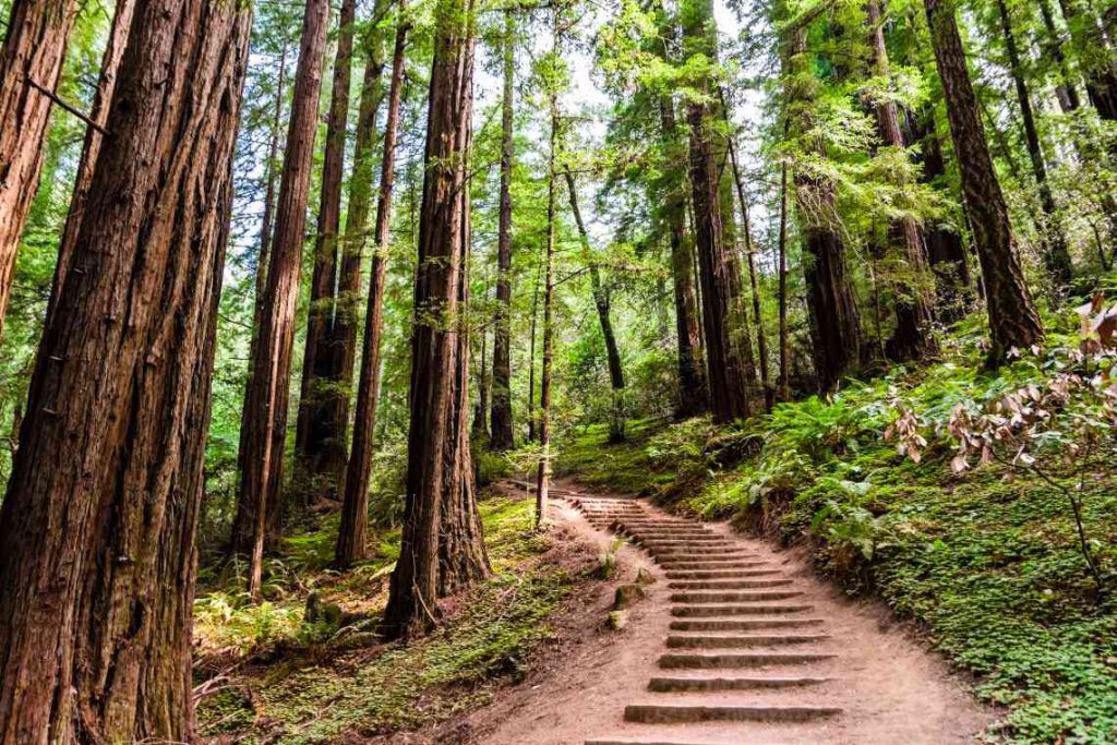 Path with stairs through redwood trees in Muir Woods