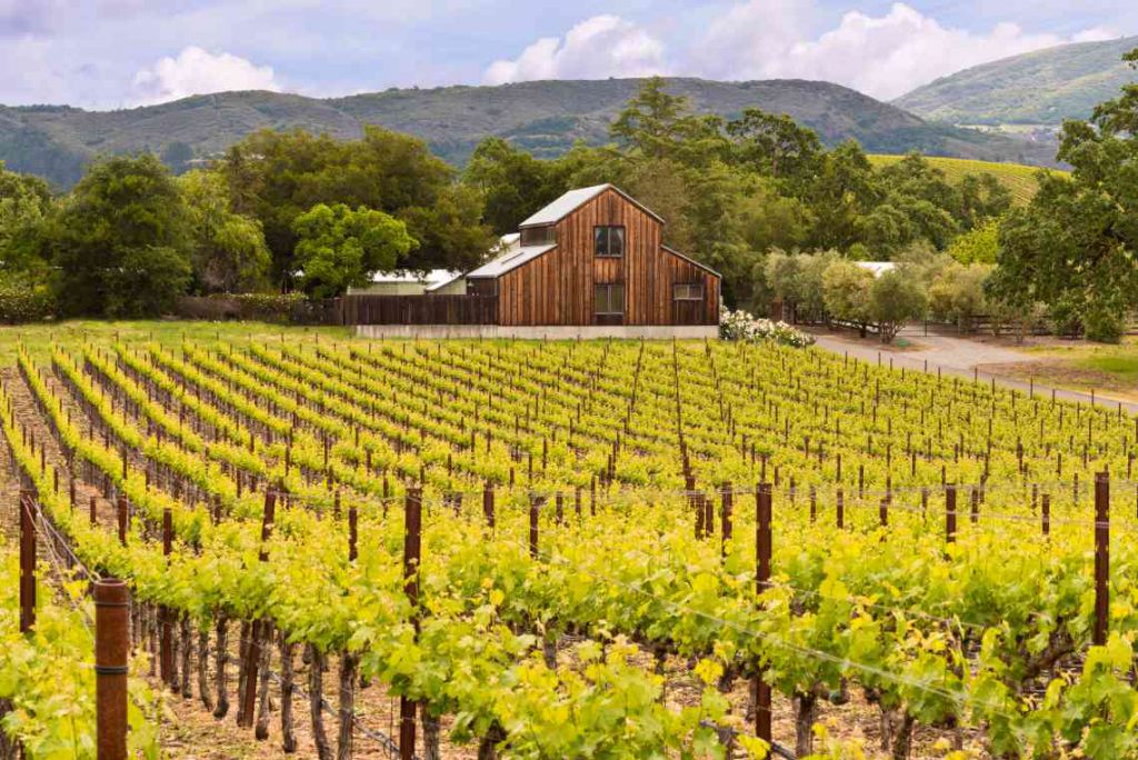 Vineyard with barn and hills in the background.