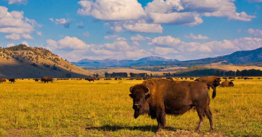 Yellowstone National Park