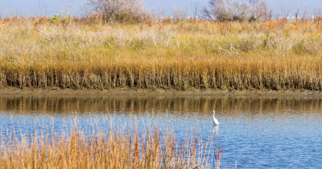 Galveston Island State Park, Road trip from Houston