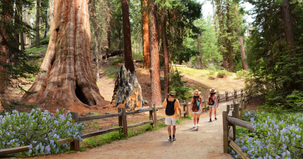 Kings Canyon National Park, Road trips from San Francisco