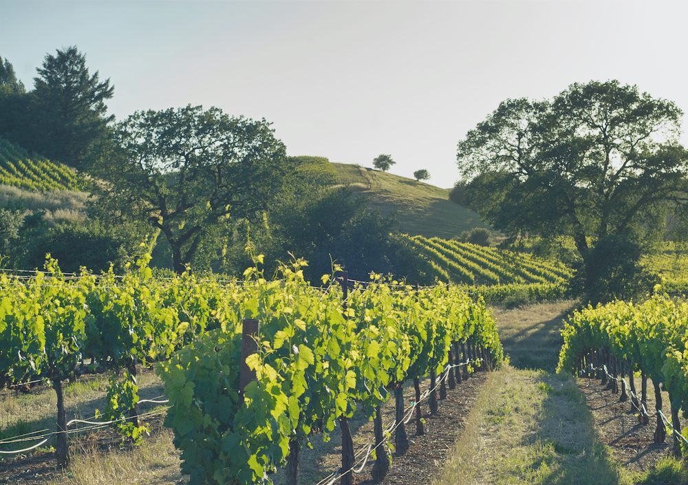 Rows of grape vines following the contours of the topography through the wine country near Healdsburg, Ca | Glamping Destination | SIXT