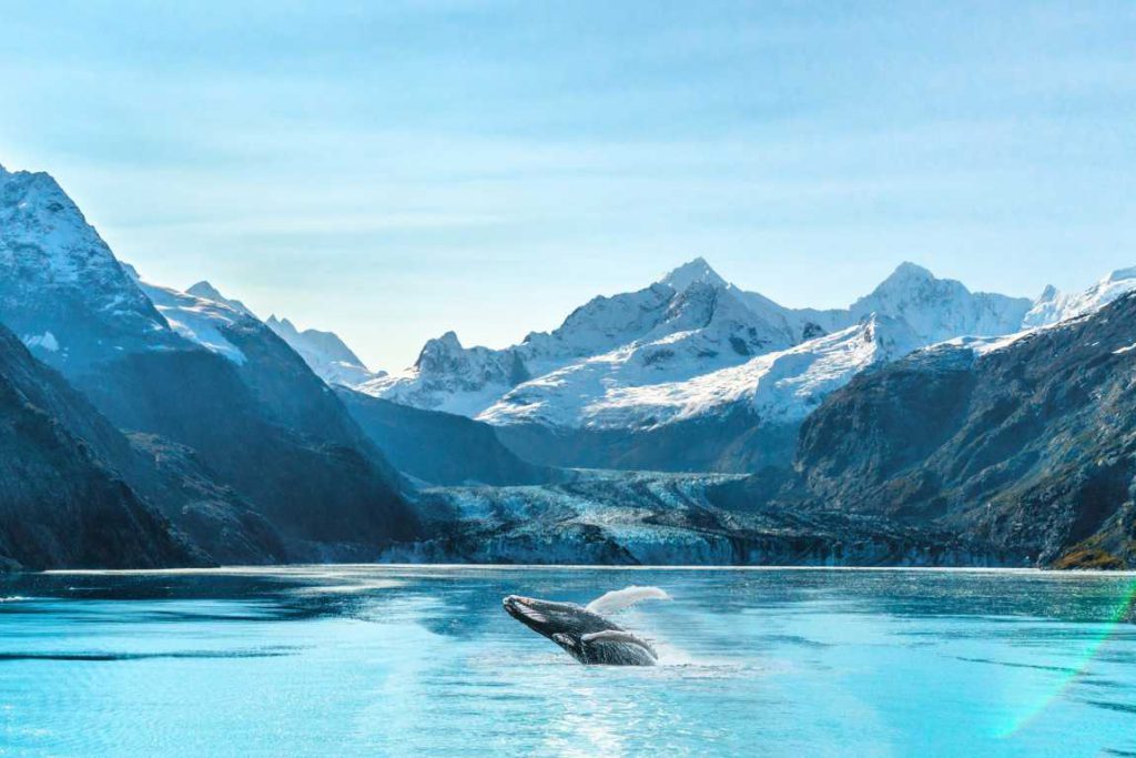 A whale in the water at Glacier Bay National Park