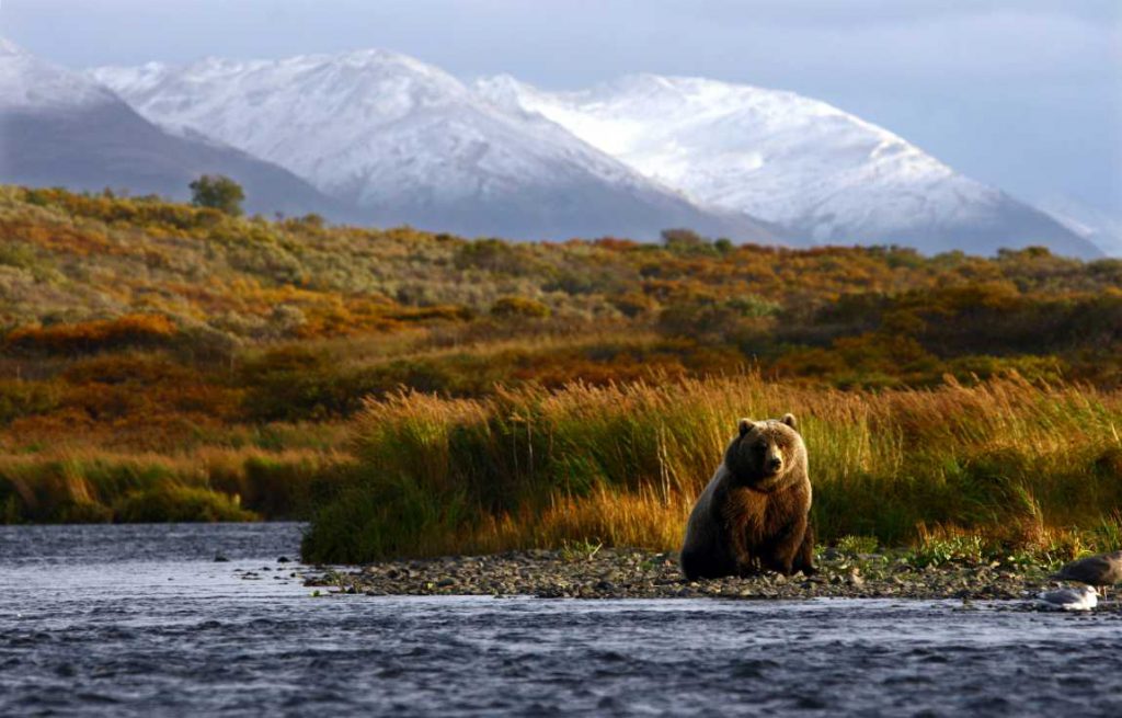 Kodiak brown bear on the shore with mountains