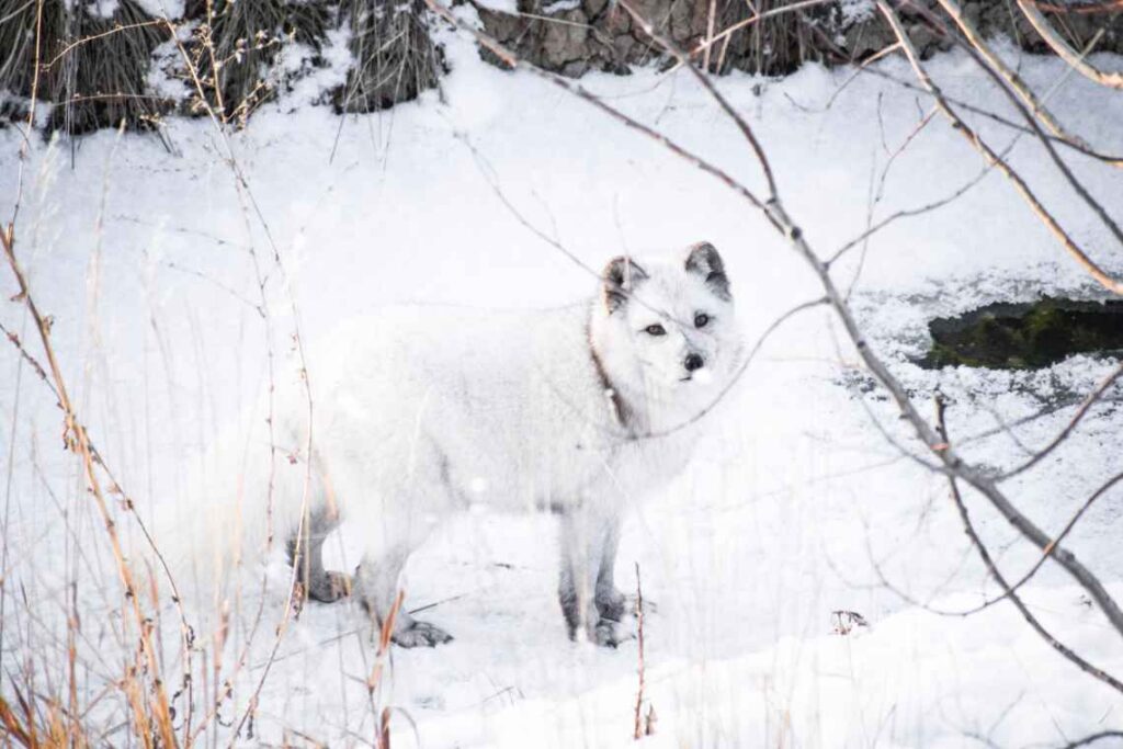 White fox in the snow amid trees