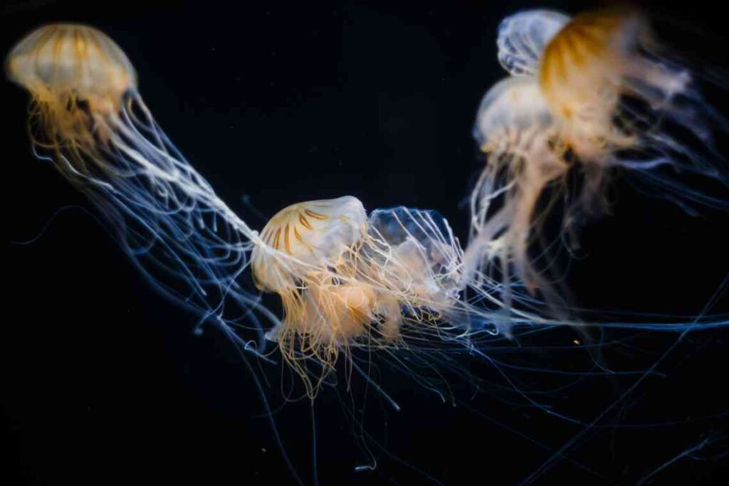 White jellyfish against a black background