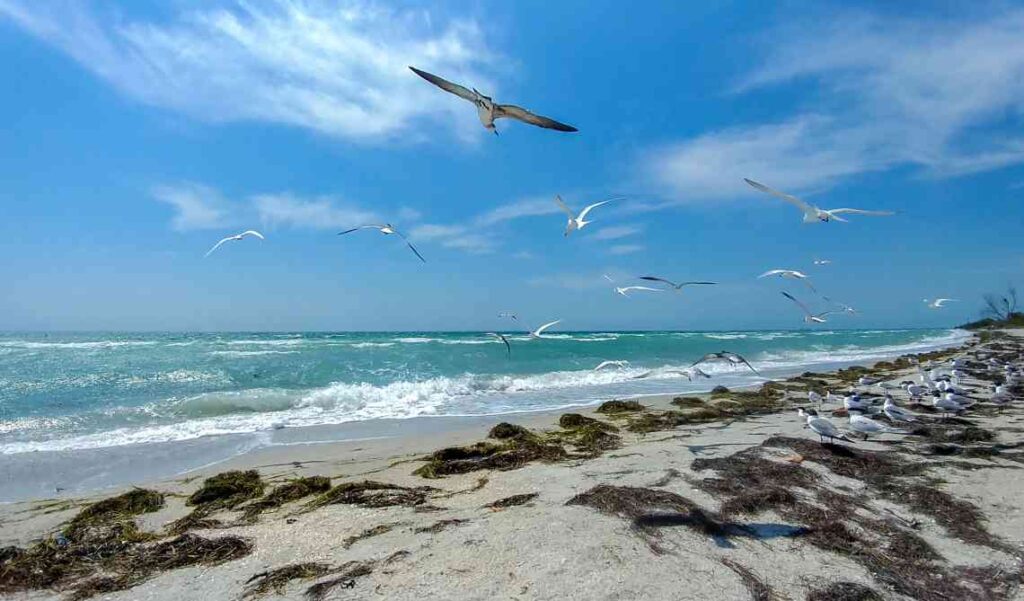 seagulls flying over white sand beach with seaweed