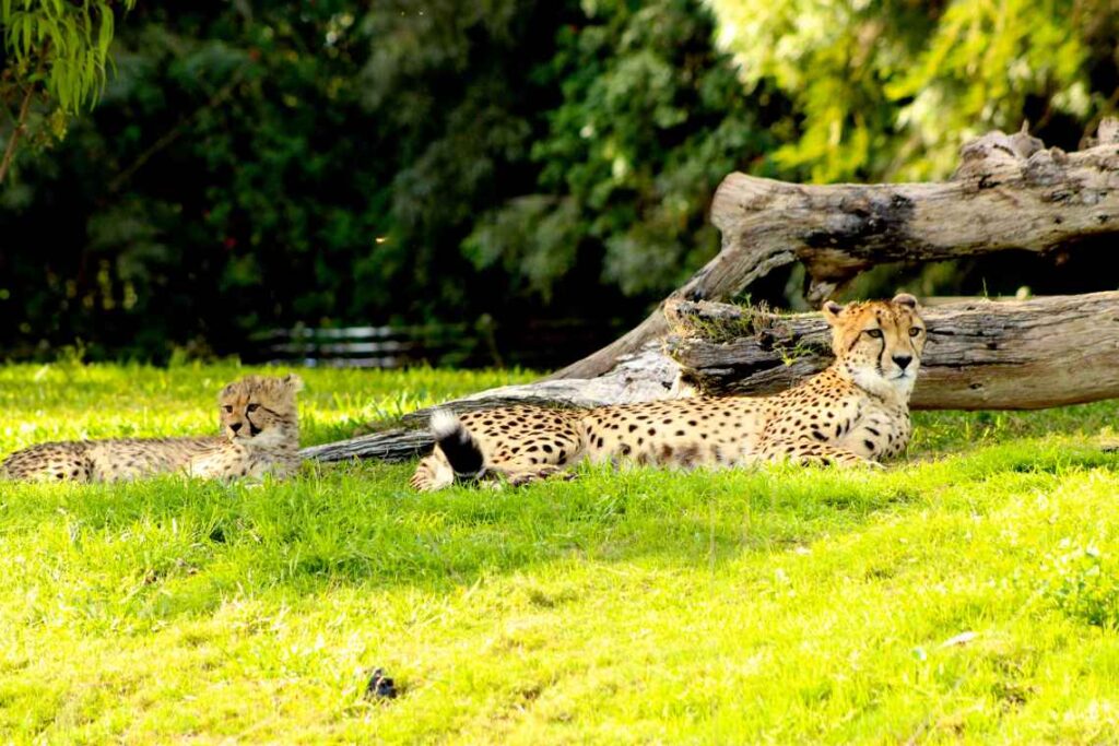 2 cheetahs lying in the grass in the sun