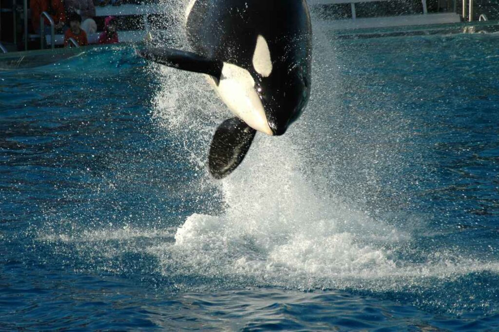 killer whale jumping in the water in a pool