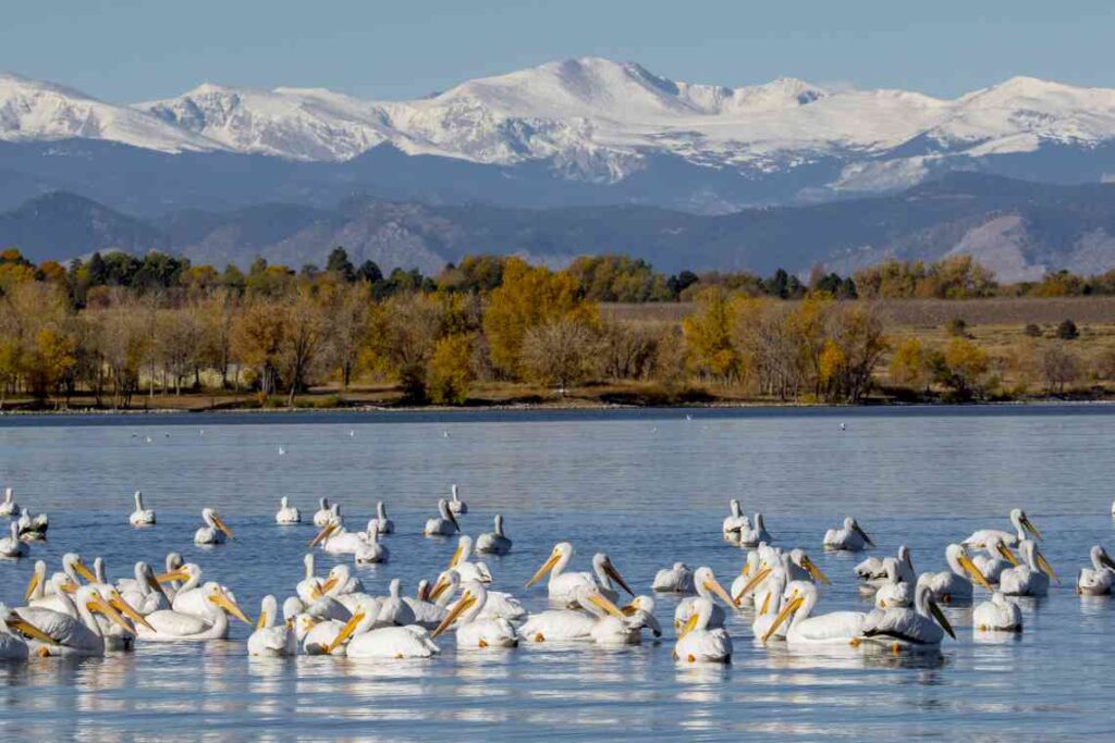 dozens of pelicans in a lake with mountains in the background