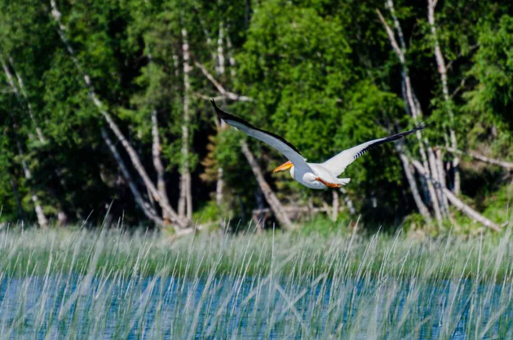 white pelican flying over blue water in a park