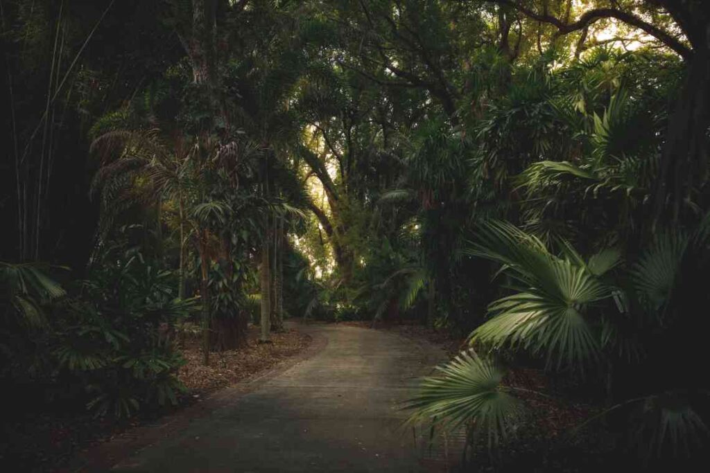 Concrete path through foliage and palm trees