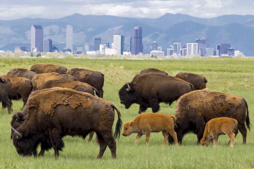 Large and baby bison in a field with Denver skyline in the background
