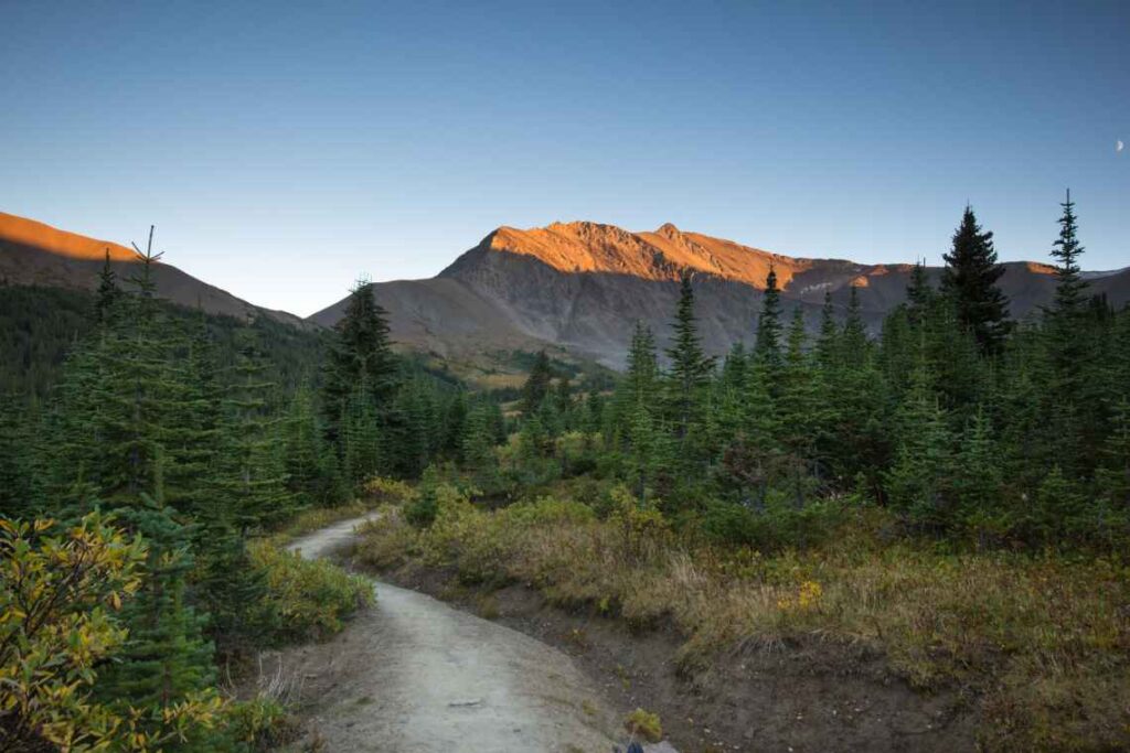 Dirt hiking trail amid pine trees with brown mountains in the background