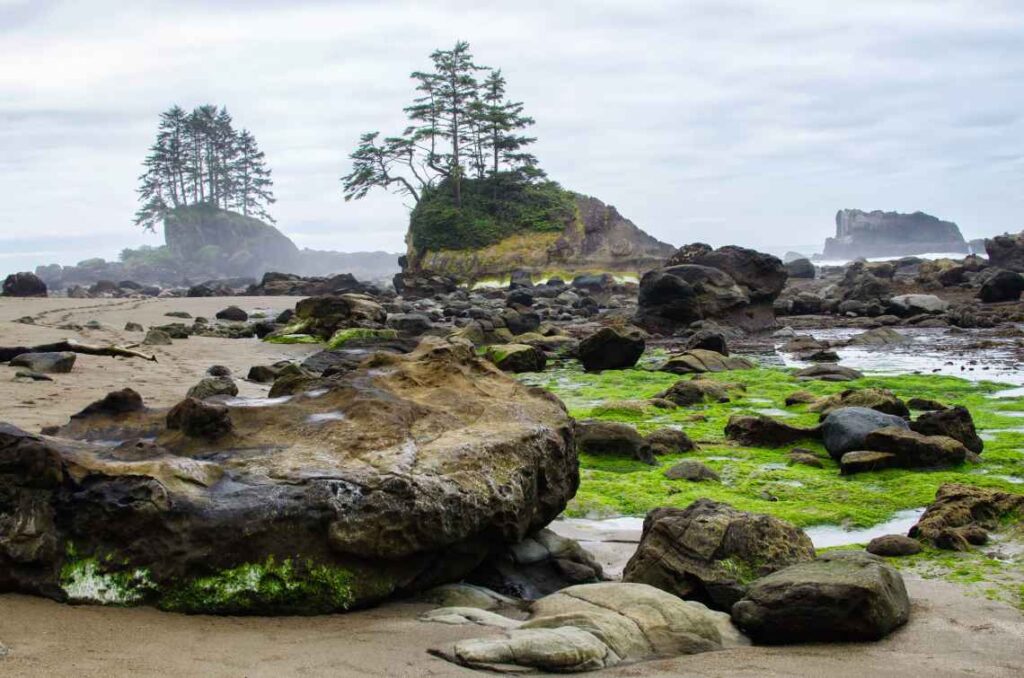 large rocks and bright green moss on a beach