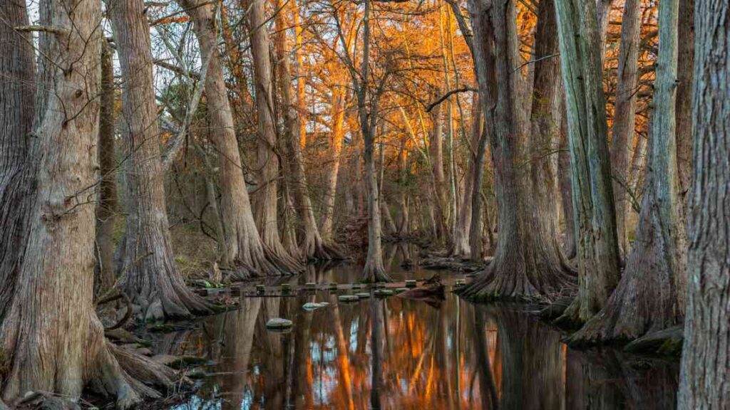 tall bare trees partly submerged in water