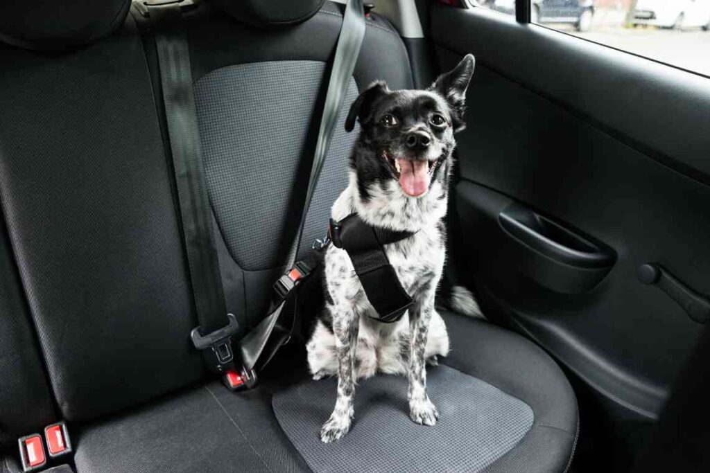 black and white dog seatbelted into back seat of car