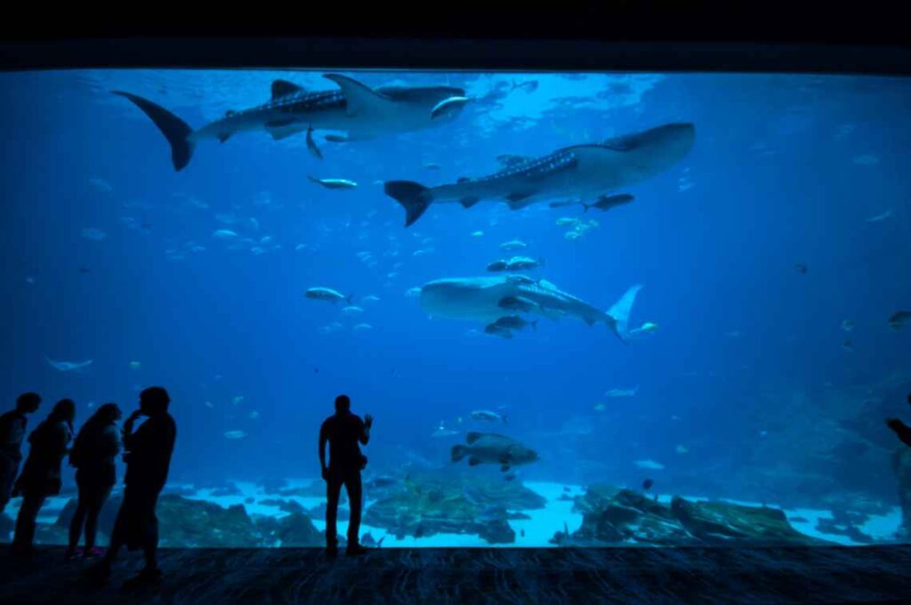 People looking at fish and sharks swimming in a huge aquarium with blue water