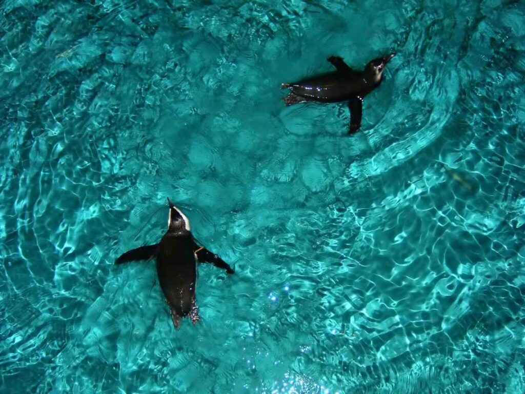 2 penguins swimming in turquoise water