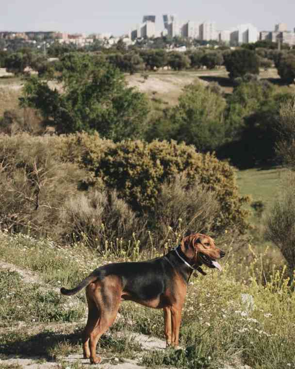 brown and black dog on a hill overlooking trees with madrid in the background