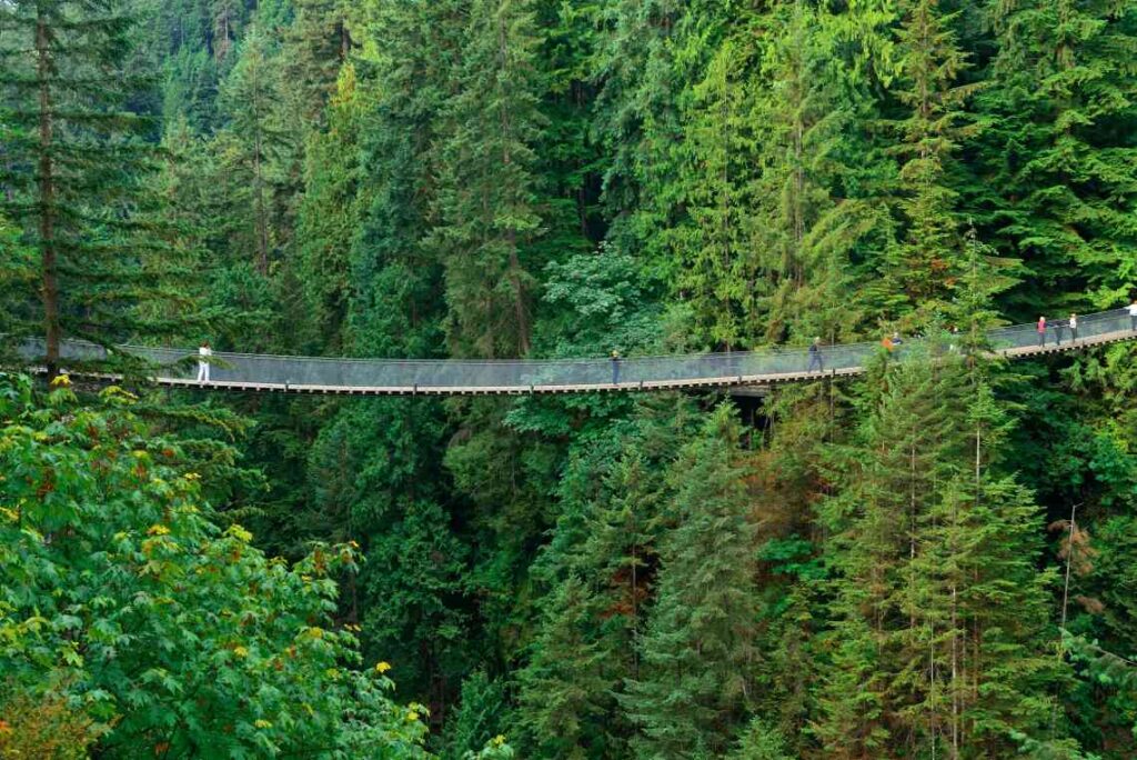 long pedestrian suspension bridge hanging between pine trees high off the ground