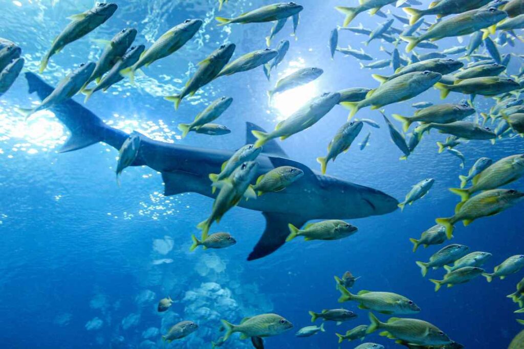 large shark swimming with fish in blue water at the Georgia Aquarium